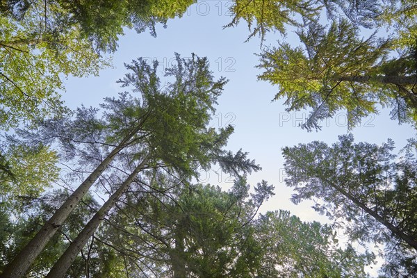 USA, Washington, San Juan County, Orcas Island, Low angle view of trees