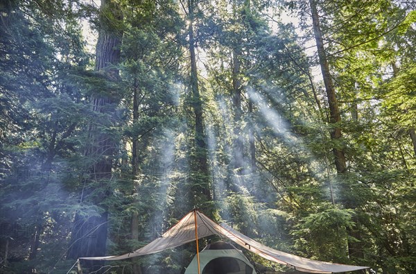 USA, Washington, San Juan County, Orcas Island, Sun rays through trees