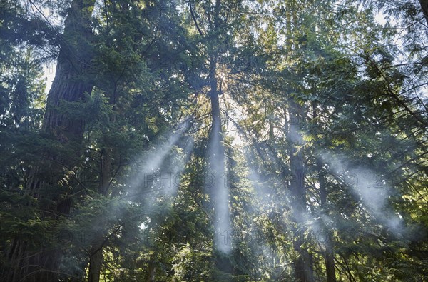 USA, Washington, San Juan County, Orcas Island, Sun rays through trees