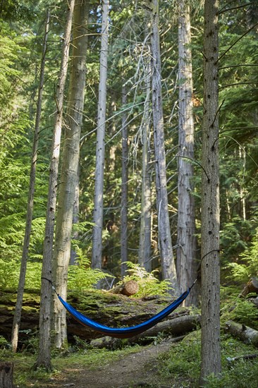 USA, Washington, San Juan County, Orcas Island, Hammock in trees