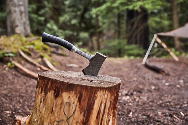 Hatchet in stump