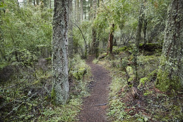 USA, Washington, San Juan County, Orcas Island, Path in forest