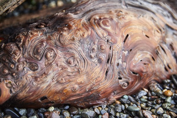 Detail of gnarled wood