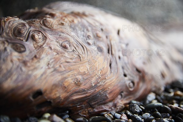 Detail of gnarled wood