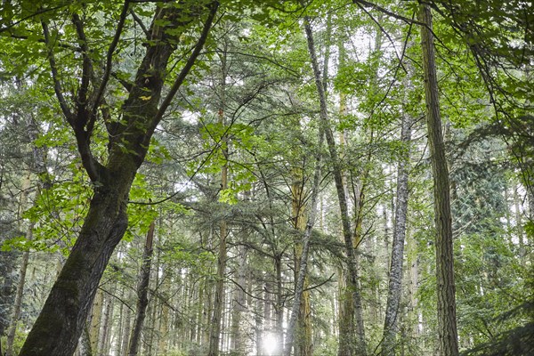 USA, Washington, San Juan County, Orcas Island, Low angle view of trees