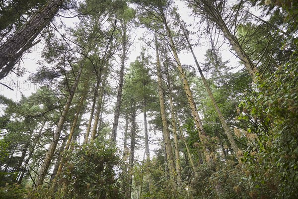 USA, Washington, San Juan County, Orcas Island, Low angle view of trees