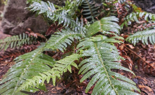 Wet fern leaves