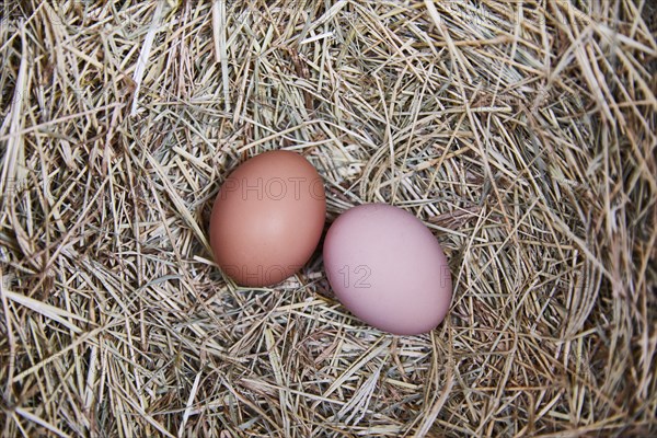 Overhead view of two eggs on straws