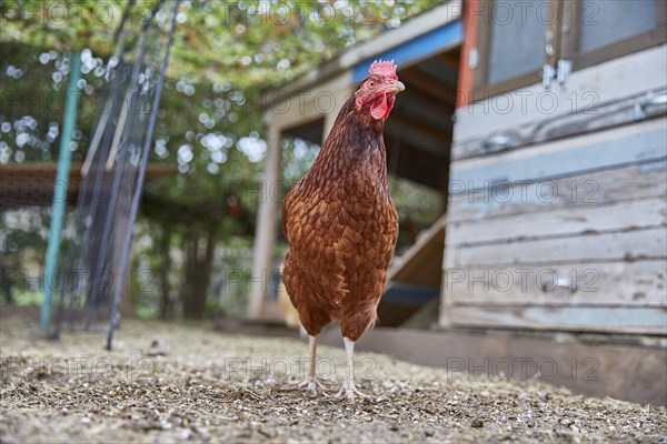 Brown chicken in farm