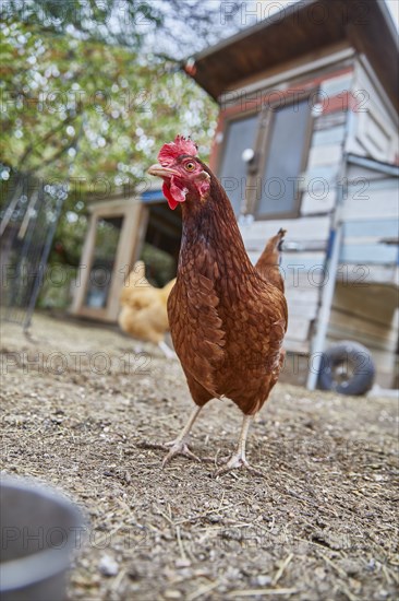 Brown chicken in farm