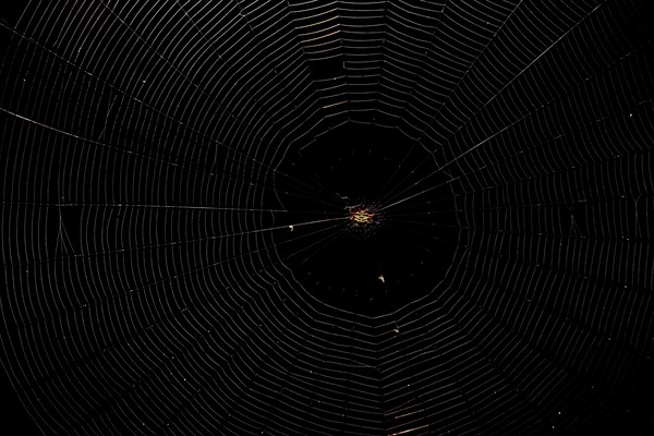 Spiny Orb Weaver (Gasteracantha) in spiderweb