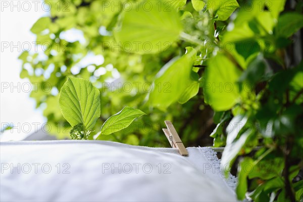 White tablecloth drying on clothesline at green leaves