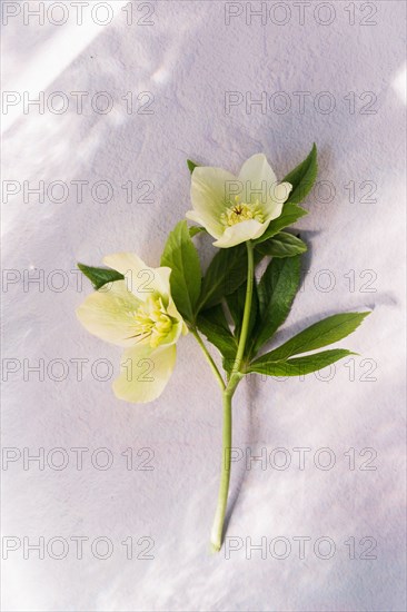 Spring flowers against dappled light on wall