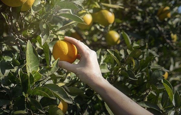 Woman picking up orange from a tree