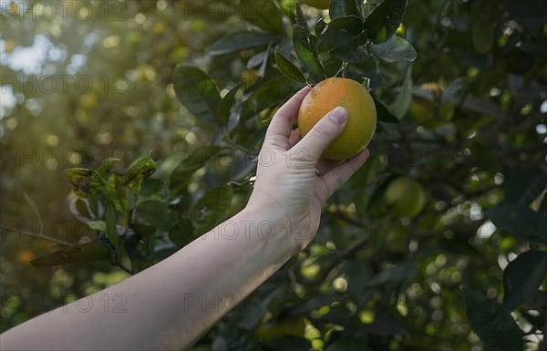 Woman picking up orange from a tree