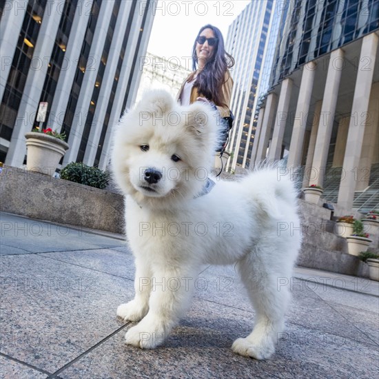 USA, California, San Francisco, Samoyed puppy on walk in city