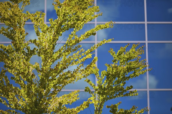 USA, Washington, Seattle, Tree against sky reflected in glass facade