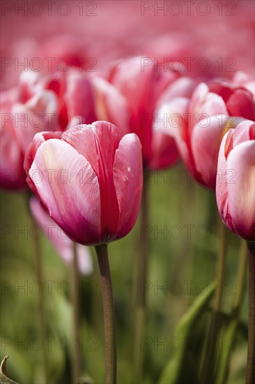 Close-up of pink tulip in field