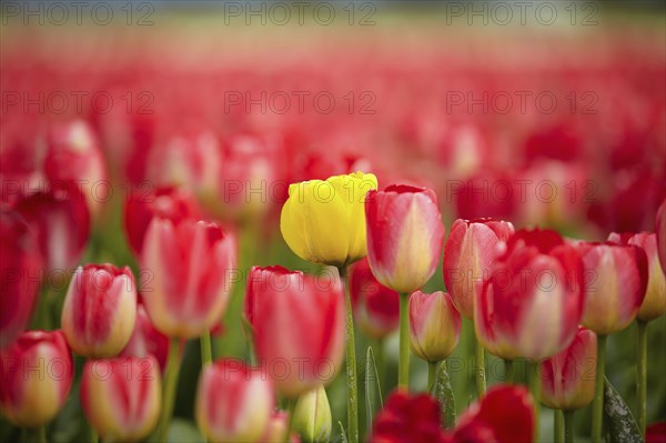 Yellow tulip among red ones