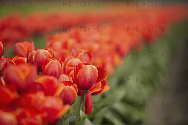 Red tulips in field