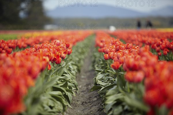 Holland, Red tulips in field