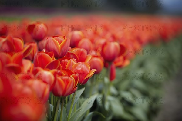 Red tulips in field