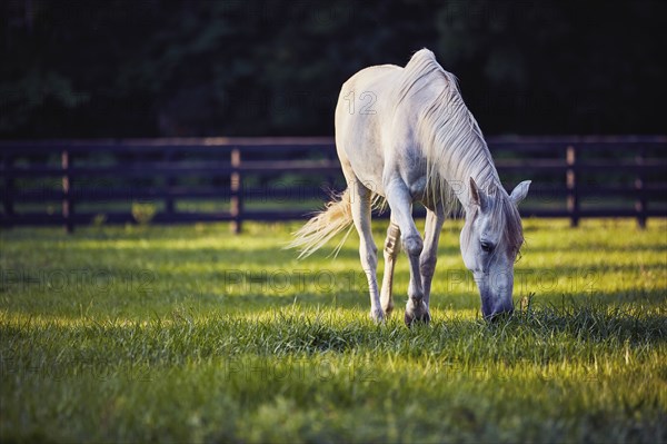 Horse grazing in pasture