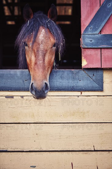 Portrait of horse in stable