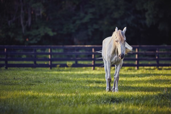 Horse grazing in pasture