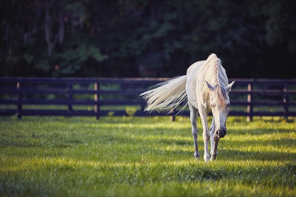 Horse grazing in pasture