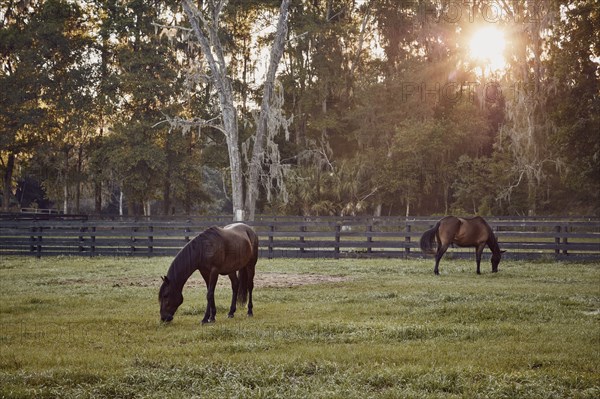 Horses grazing in pasture