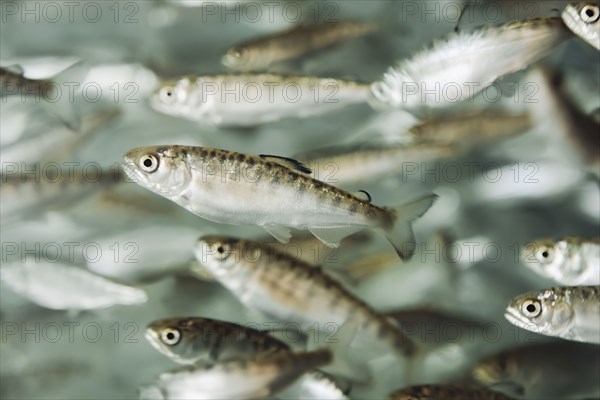 Close up of swimming fish