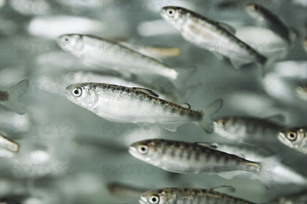 Close up of swimming fish