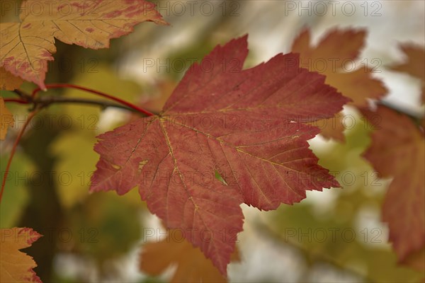 Maple leaves on branch in autumn