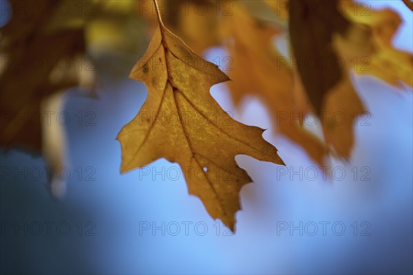 Oak leaves on branch in autumn