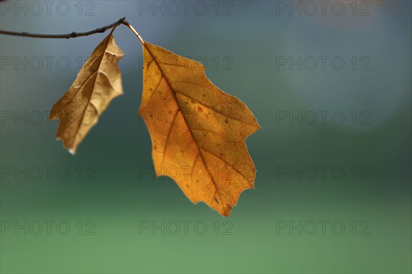 Close up of dry leaves on branch