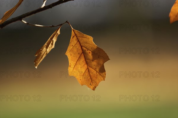 Close up of dry leaves on branch