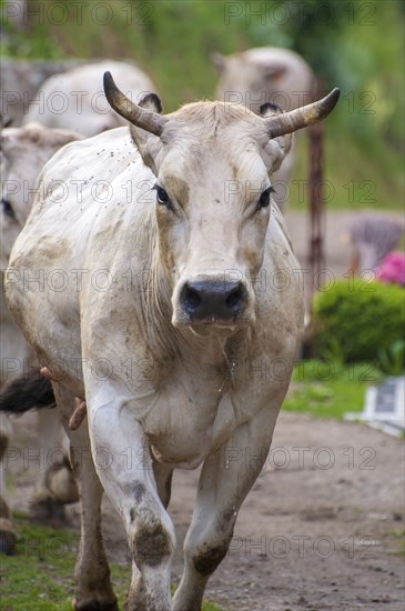 Cow walking to pasture