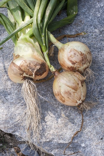 Onion with greens