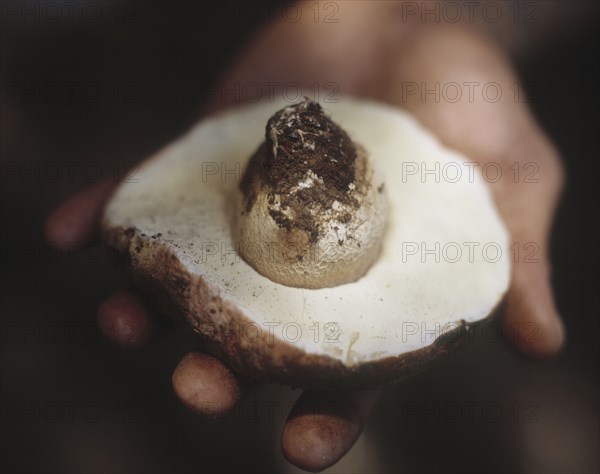 Hand holding foraged mushroom