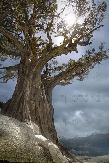 USA, Arizona, Sedona, Sun shining through juniper tree