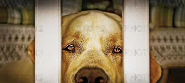 Labrador Retriever looking through balustrade