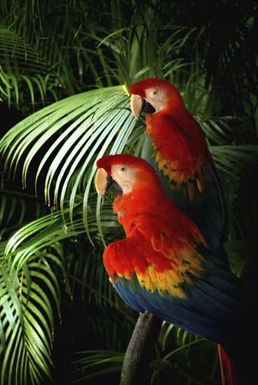 USA, Two parrots perching on palm leaf