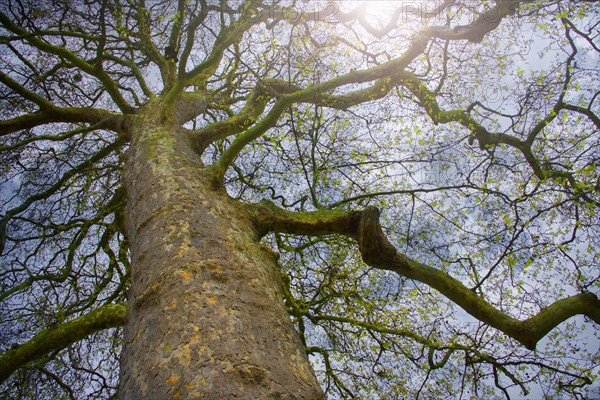 United Kingdom, London, Low angle view of large tree