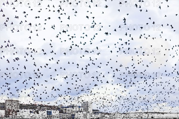 Flock of seagulls at seaside