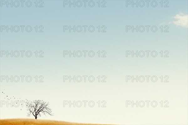 USA, Michigan, Lone tree against blue sky