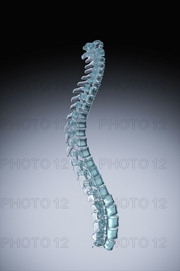 Human spine model