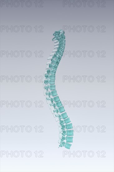 Human spine model