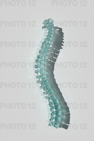 Human spine model