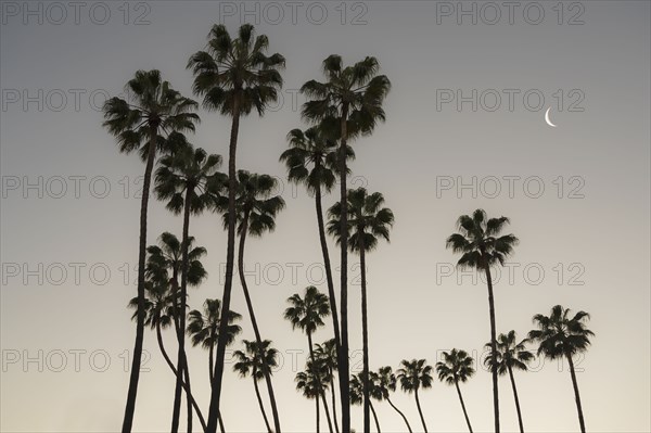 Low angle view of palm trees in Palomas Park